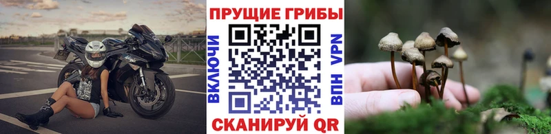 Псилоцибиновые грибы Cubensis  Плавск 